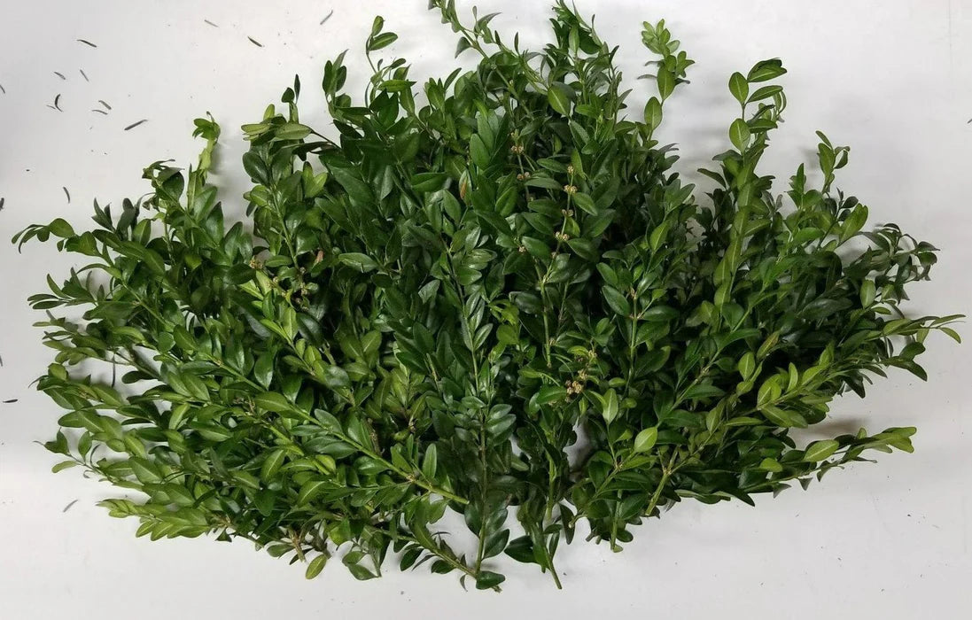 Boxwood & Greenery